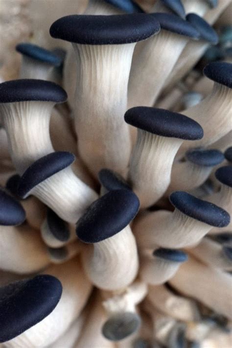 Organic Blue Oyster Mushroom Growing Kit Swiftsly