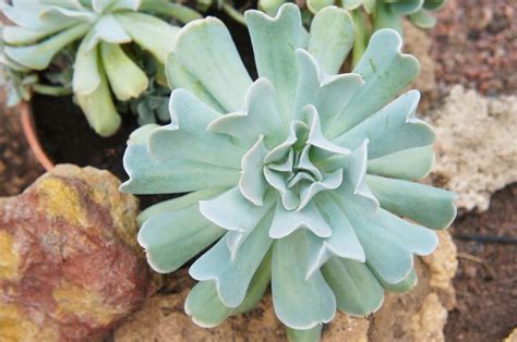 Topsy Turvy Succulent An Ultimate Care Guide Sublime Succulents