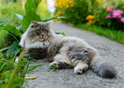 Indoor cats don't shed because they are too warm; How to Transition an Outdoor Cat to an Indoor Cat