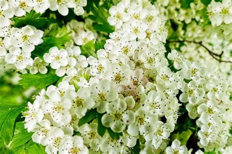A hawthorn is a small tree which has sharp thorns and produces white or pink flowers. White Hawthorn in a Dream - Meaning and Symbolism - Dream Glossary and Dictionary