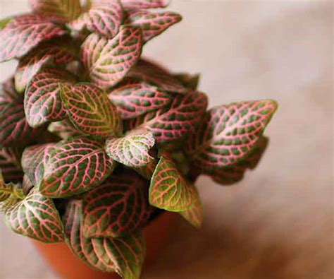 How To Care For Your Nerve Plant Fittonia House Plant Info