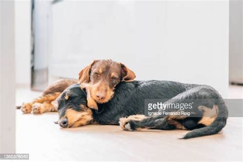Dachshund Overhead Photos And Premium High Res Pictures Getty Images