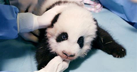 Atlanta Zoo Unveils Name For New Panda Cub