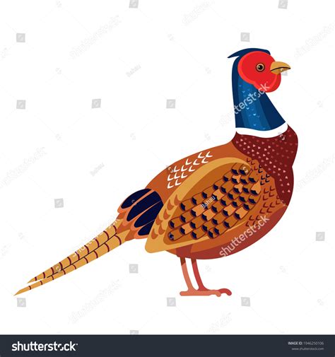 Pheasant Cartoon Over 912 Royalty Free Licensable Stock Vectors