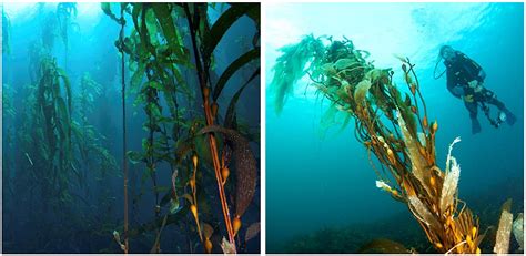 Kelp Forest Restoration In Australia Article Curated Articles
