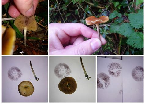 Psilocybe Cyanescens Bottom Right Pic Comparing Lib Spores Left To
