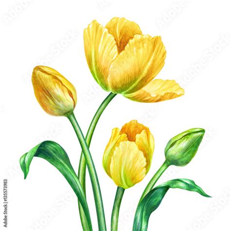 Watercolor Yellow Tulips Botanical Illustration Isolated On White
