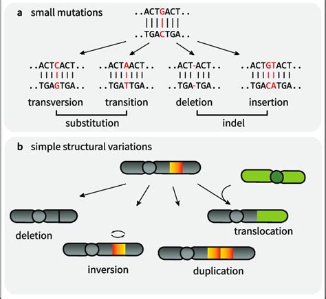 Types Of Basic Genomic Variations A Small Mutations Base Substitution