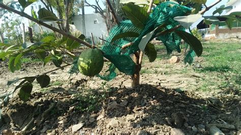 L 49 Well Watered Lucknow 49 Guava Plant For Fruits At Rs 48piece In