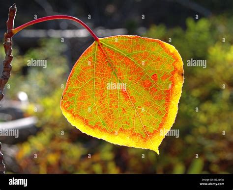 A Quaking Aspen Leaf Turning Red And Yellow During The Autumn Color