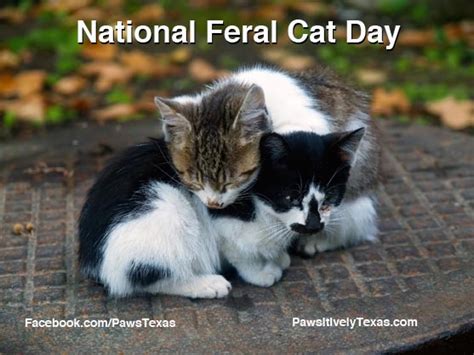 National Feral Cat Day Pet Adoption And Animal Rescue Pawsitively Texas