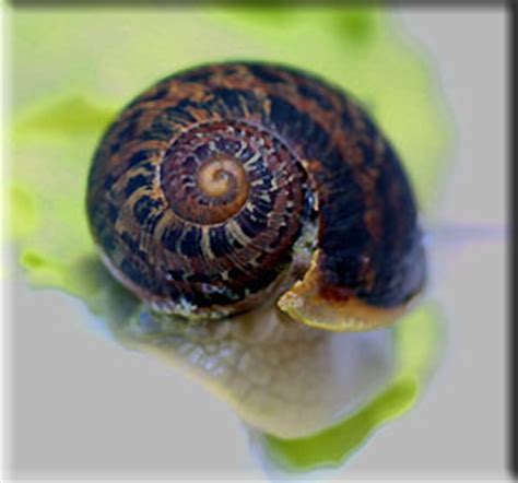Werden schnecken schon mit haus geboren: Schnecken, Haus-Schnecke,Gedichte Chr.Morgenstern, W. Busch