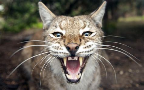 Bring Back The Lynx The Boars And The Wolves Lets Not Just Rewild