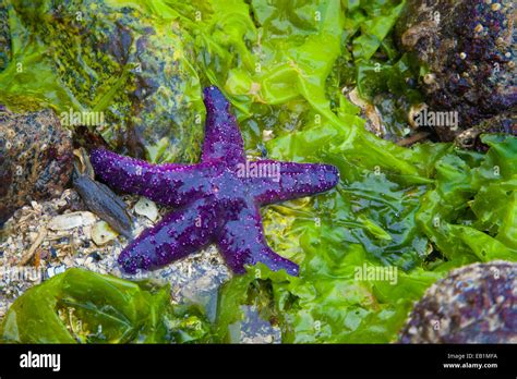Purple Starfish Pisaster Ochraceus On Seaweed At Low Tide In Sechelt