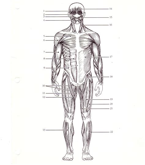 Printable Muscle Labeling Worksheet Learning How To Read