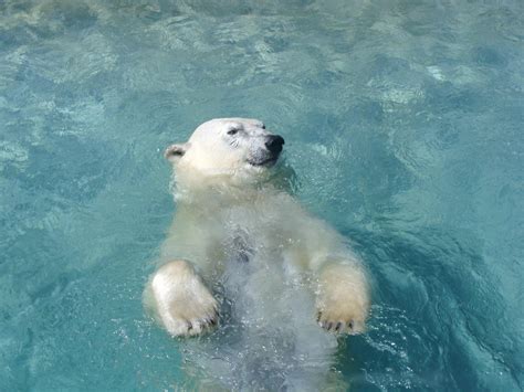 Polar Bear Swimming Hd Desktop Wallpaper Widescreen High Definition