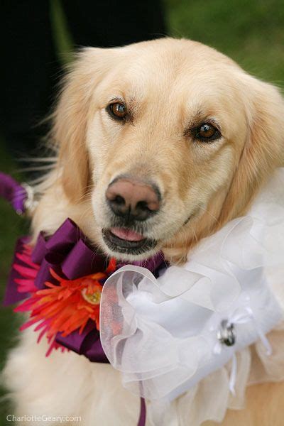 30 Dogs Who Were In The Wedding Dog Ring Bearer Pillow Ring Bearer