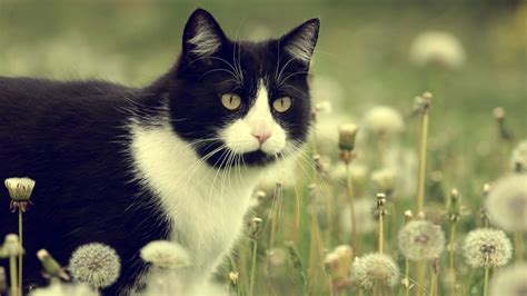 Dandelion Cat Animals Wallpapers Hd Desktop And Mobile