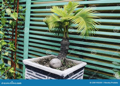 Bonsai Coconut Palm Tree For Home Decoration Stock Photo Image Of