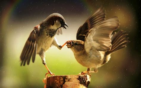 Download Bird Animal Sparrow Hd Wallpaper