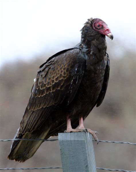 The Black Vulture And The Turkey Vulture Hubpages