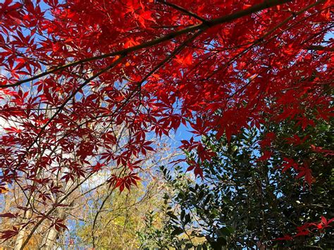 Autumn In Leesburg Loudoun County Leesburg Japanese Maple My Images