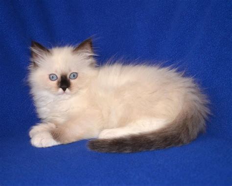 The pet adoption price includes veterinarian exams, the spay or neuter surgery, all immunizations for the first year (except for rabies) and worming. Ragdoll ️ =^..^= | Cats and kittens, Ragdoll kitten, Kitten