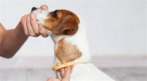 This is because the fleas will die of starvation since they have no host to jump onto. How Long Can Fleas Live Without a Host and Do They Need One?