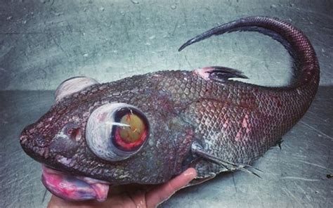 These Scary Photos Of Deep Sea Fish Will Change How You