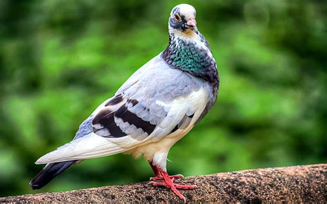 Cute Pigeon Bird Birds Pet Parava Pravu Love Bird Hd Phone