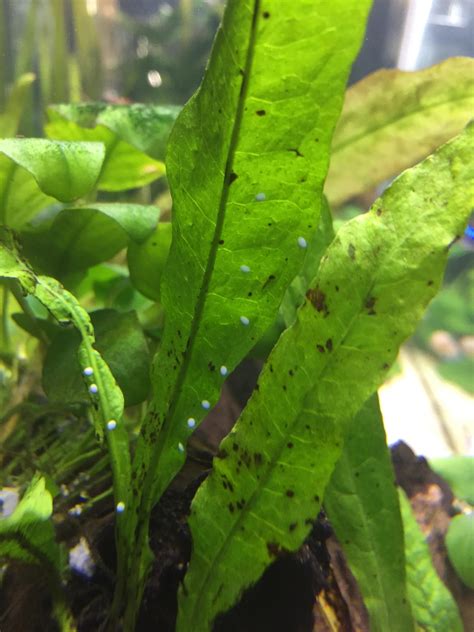 Are These White Dots Nerite Snail Eggs On My Java Fern Plantedtank