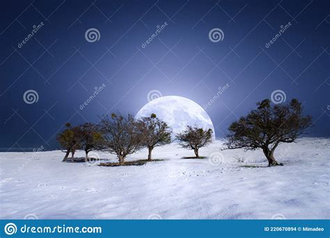 Beautiful Winter Landscape At Night With Forest In Snow And Full Moon