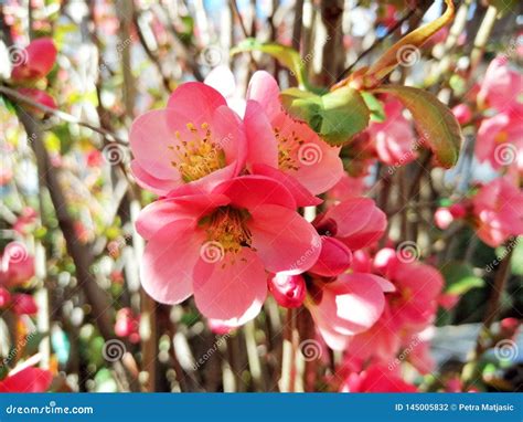 Pink Spring Flowers Blossoms Bush Close Up Stock Photo Image Of