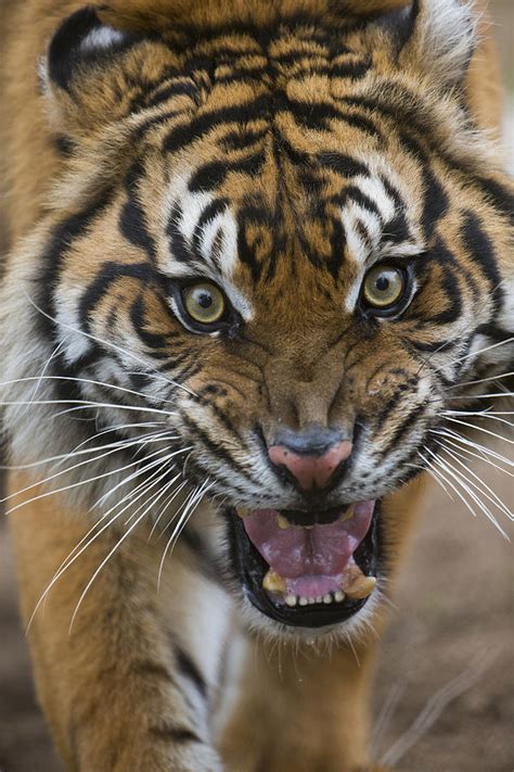 Sumatran Tiger Male Snarling Native Photograph By San Diego Zoo Pixels
