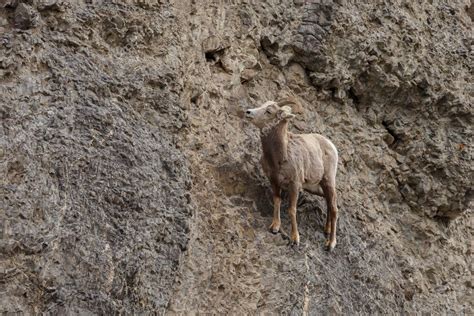 Bighorn Sheep On A Cliff — Stock Photo © Mennoschaefer 126738286