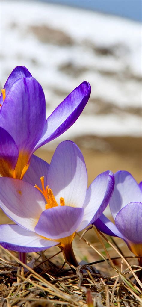 Crocuses Just Emerged From The Snow Spring Hd Wallpaper
