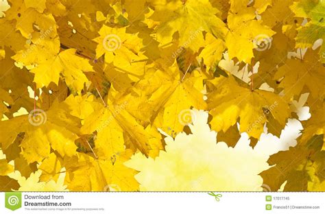 Golden Autumn Leaves Stock Image Image Of Vivid Outside 17017745