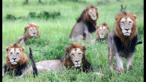 6 Male Lions Together Latest Sightings Youtube