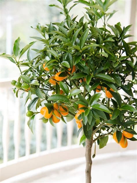 Moorpark apricot trees consistently produce a bountiful harvest of the largest and sweetest apricots grown today! Complete guide to growing fruit trees in pots - iproperty ...