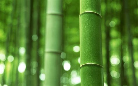 Green Bamboo Wallpapers Wallpaper Cave