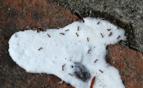 Do it yourself ant killer for outdoors. 10 Homemade Ant Killers You Can Make Using Readily Available Ingredients - The Self-Sufficient ...