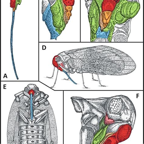 The Mandible Diagram With Color
