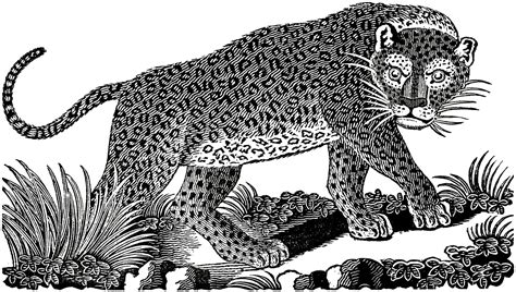 Public Domain Leopard Image The Graphics Fairy