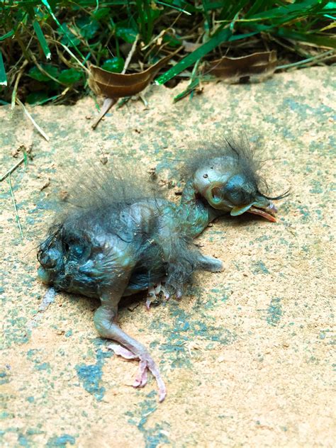 A Newborn Bird Pushed Out Of The Nest Dead Smithsonian Photo