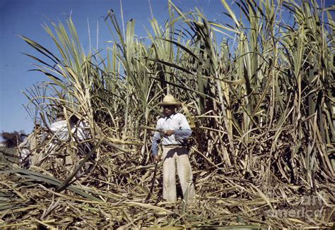 Sugar Cane Workers 1942 Photograph By Jack Delano Fine Art America