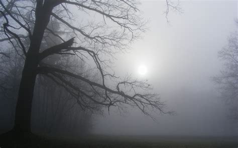 sunlight, Trees, Fog, Mist Wallpapers HD / Desktop and Mobile Backgrounds