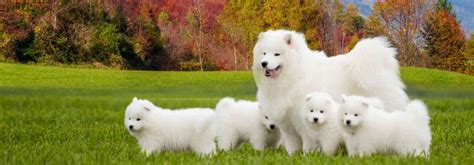 Samoyed Dogs Different Facts About Them Mishkagrooming