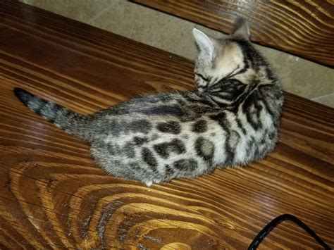 Bengal Cats For Sale Houston Tx 284753 Petzlover