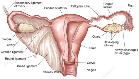 Female Reproductive System Labelled Illustration Stock Image
