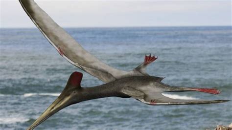 The Pterosaur Renaissance Were Finding More Ancient Flying Reptiles Than Ever